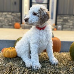 Red - White male Poodle puppy in Tecumseh, Nebraska from Double Down Doodles & Poodles