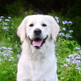 Bella - Golden Retriever