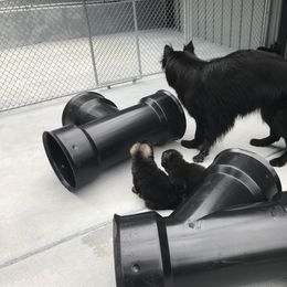 Shiloh Shepherd Puppies from Solace Shilohs