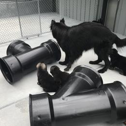 Shiloh Shepherd Puppies from Solace Shilohs