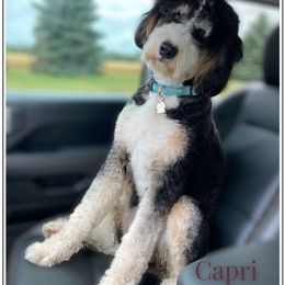 Capri - Bernedoodle