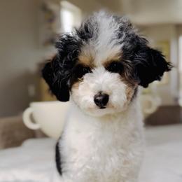 Willow - Bernedoodle