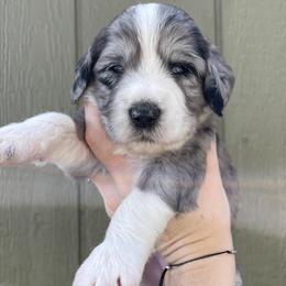 Goldendoodle Puppies from The Doodle grove