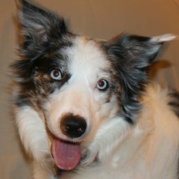 Border Collies from Field Stone Border Collies: FSBC