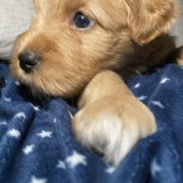Miniature Schnauzer Puppies from Tamed by Emmy (Emariella’s Miniature Schnauzers)