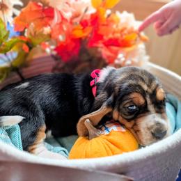Hot pink girl - Black brown and white female Basset Hound puppy in Converse, Louisiana from Walkers Catuna Bassett Hounds