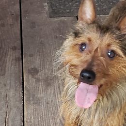 Australian Terriers and Cairn Terriers from Cedar Forrest Terriers LLC (Cairns & Australian Terriers)
