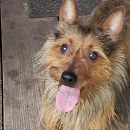 Australian Terriers and Cairn Terriers from Cedar Forrest Terriers LLC (Cairns & Australian Terriers)