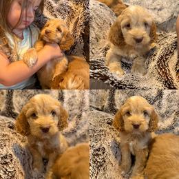 Toto - Red male Cockapoo puppy in Birdsboro, Pennsylvania from Cooper Family Cockapoos
