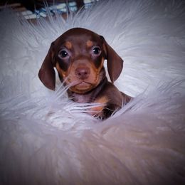 Dachshund and Great Dane Puppies from AZ's Prestigious Minature Dachshunds