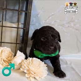 Green Boy - Brown male Shihpoo puppy in Rockledge, Florida from Stormie's Doodles