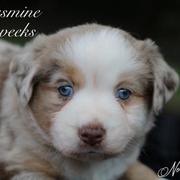 Jasmine - Australian Shepherd puppy in Coldwater, Michigan from Northern Star Australian Shepherds