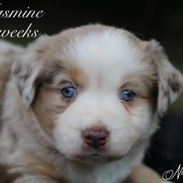 Jasmine - Australian Shepherd puppy in Coldwater, Michigan from Northern Star Australian Shepherds