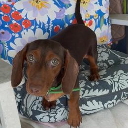 MOCHA (green) - Chocolate and tan female Dachshund puppy in Vero Beach, Florida from Joseph’s Dachshunds