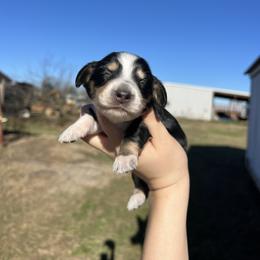 Luna - Black and cream female Dachshund puppy in Nashville, Arkansas from Cuddles n Curls