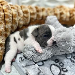 French Bulldog Puppies from Kismet French Bulldogs