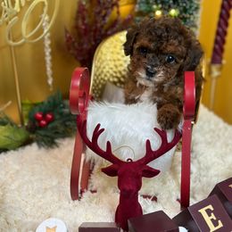 Cockapoo and Poodle Puppies from Rawls Lovely Little Tots