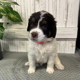 Brandy's Orange Collar Boy 2150.00 - Tri-color male Bernedoodle puppy in Alvin, Texas from JP Southern Doodles