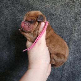 Pink collar - Mahogany and white female Basset Hound puppy in Alton, Illinois from Show Me Great Danes and Basset Hounds