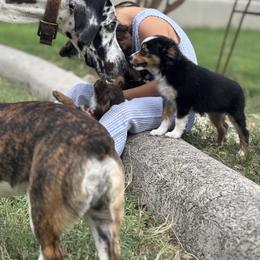 Toy Australian Shepherd Puppies from Carlsbad Toy Aussies