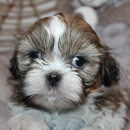 Girl 1 - Red and white female Shih Tzu puppy in Craig, Colorado from Rocky Mountain Shih Tzus and Dry Creek Miniature Dachshunds