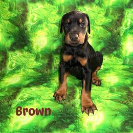 Brown - Black and rust male Doberman Pinscher puppy in Louisville, Kentucky from Ruiz Dobermans