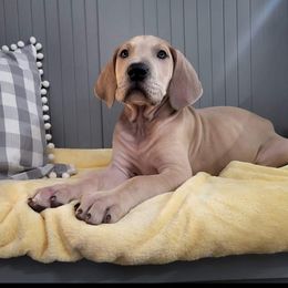 Australian Shepherd and Great Dane Puppies from Red Cloud Australian Shepherds and DeGray Great Danes