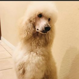 Lexie - Poodle