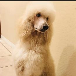 Lexie - Poodle