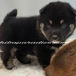 Bonsai - Black and tan female Shiba Inu puppy in Tualatin, Oregon from Shiba Paradise