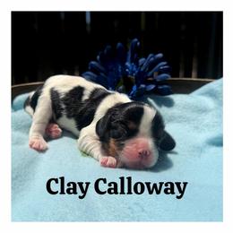 Clay Calloway - Tri-color male Cavalier King Charles Spaniel puppy in Clinton, Oklahoma from Enchanted Spaniels