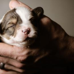 Daniel - Sable male Pembroke Welsh Corgi puppy in South Otselic, New York from Ridge Top Corgis