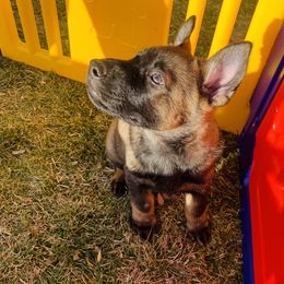 German Shepherd Puppies from Stephanie hoffman german shepherds