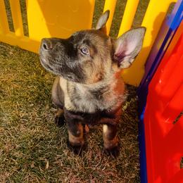 German Shepherd Puppies from Stephanie hoffman german shepherds