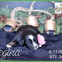 Regina - Black tri female Miniature Australian Shepherd puppy in Madisonville, Texas from Flying LL Aussies