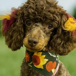 Aussiedoodles and Poodles from The Douglas Dudes