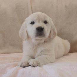 Pink Collar - Light golden female Golden Retriever puppy in Roseburg, Oregon from Unbound Goldens