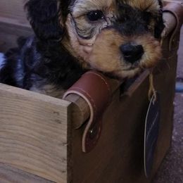 Yorkipoos from Rosie's Doodles