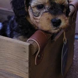 Yorkipoos from Rosie's Doodles