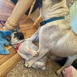 Red - Fawn male Pug puppy in Baylis, Illinois from Cameo's Pugs