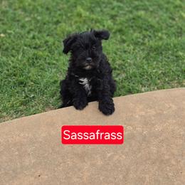 Sassafras - Black female Miniature Schnauzer puppy in Piedmont, Oklahoma from J&K's Miniature Schnauzers