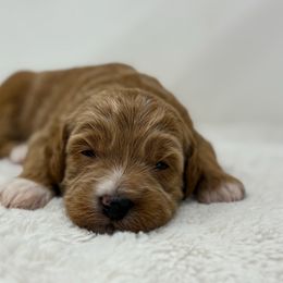 Howard - Red  male Goldendoodle puppy in Fleming, Colorado from Vandenbark Doodles