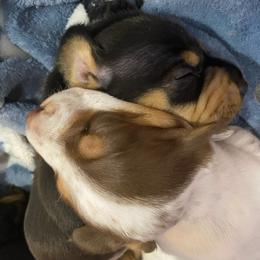 Dachshund puppies from C&J Doxies