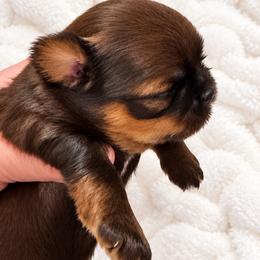 Judge - Chocolate and tan male Shih Tzu puppy in Tallahassee, Florida from Bows and Bow Ties