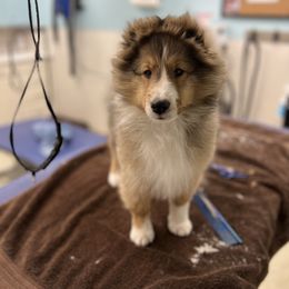 Dalmatian and Shetland Sheepdog Puppies from Karmayne Kennels
