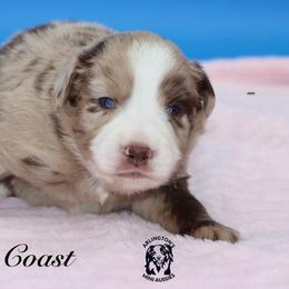 Firework - Red merle female Miniature Australian Shepherd puppy in Weeki Wachee, Florida from Arlington's Mini Aussies