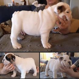 Bulldog Puppies from Deb Dixon's Bulldogs