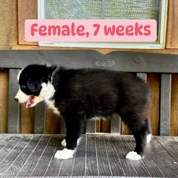 Light pink collar - Black and white female Yakutian Laika puppy in Bethel, Ohio from Caldersong Kennels