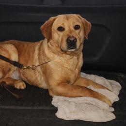 Girl 1 - Yellow female Labrador Retriever puppy in Siloam Springs, Arkansas from Karemy Kennels (Karemy Labradors)