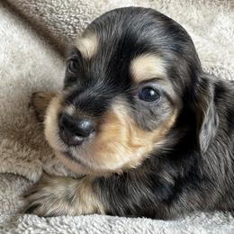 Dapple 2 - Dapple male Dachshund puppy in Fieldbrook, California from Honeydox Miniature Dachshunds